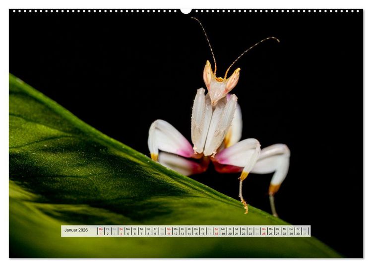 Produktbild: Die Orchideen Gottesanbeterin (hochwertiger Premium Wandkalender 2026 DIN A2 quer), Kunstdruck in Hochglanz