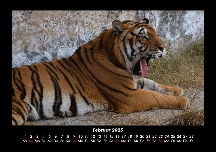 Produktbild: Tiger 2025 Fotokalender DIN A3