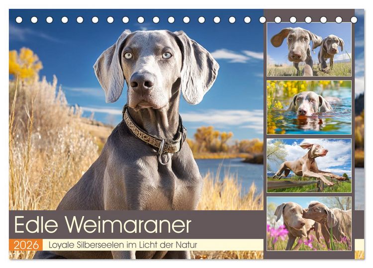 Produktbild: Edle Weimaraner. Loyale Silberseelen im Licht der Natur (Tischkalender 2026 DIN A5 quer), CALVENDO Monatskalender