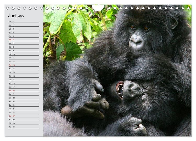 Produktbild: Berggorillas - die sanften Riesen (Wandkalender 2027 DIN A4 quer), CALVENDO Monatskalender