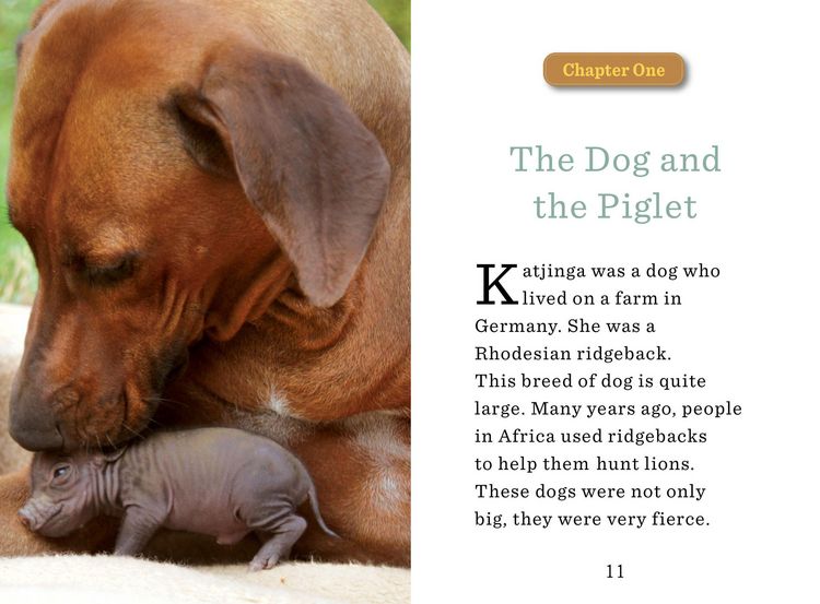Produktbild: The Dog and the Piglet