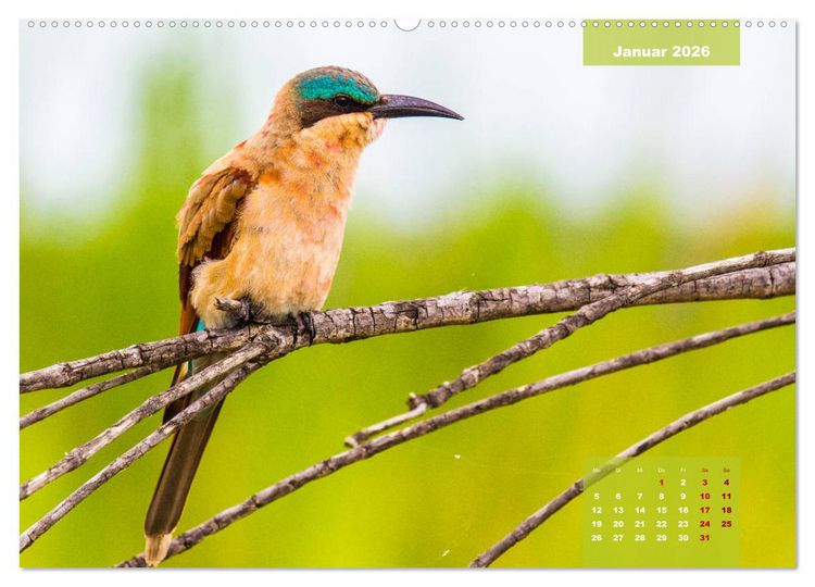 Produktbild: Faszinierende Tierwelt des Kruger National Parks (hochwertiger Premium Wandkalender 2026 DIN A2 quer), Kunstdruck in Hochglanz