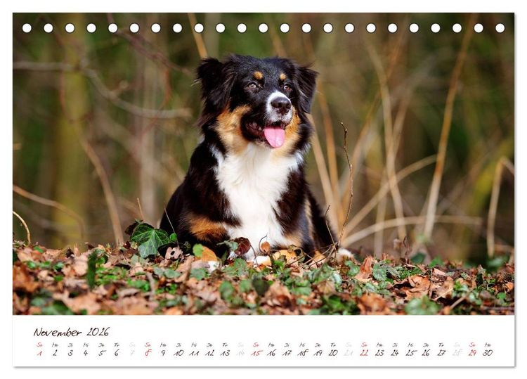 Produktbild: Wunderbare Australian Shepherds (Tischkalender 2026 DIN A5 quer), CALVENDO Monatskalender
