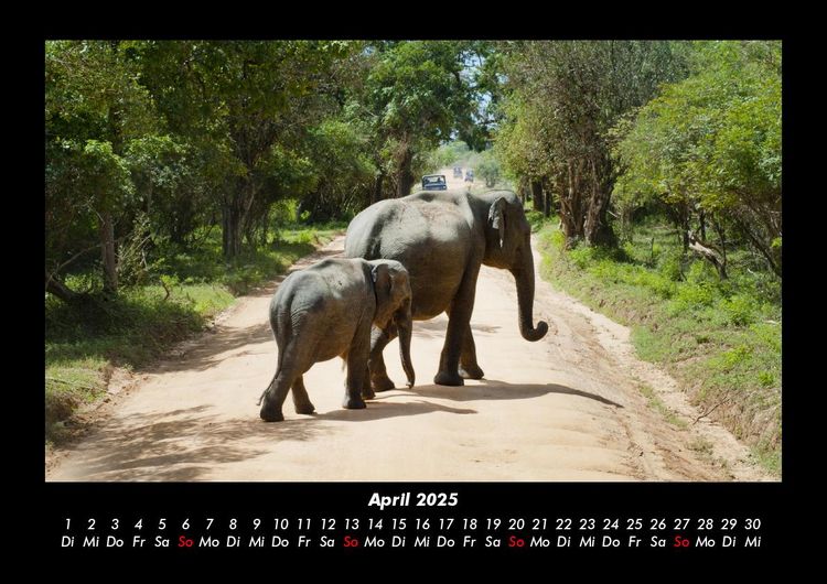 Produktbild: Der Elefantenkalender 2025 Fotokalender DIN A3