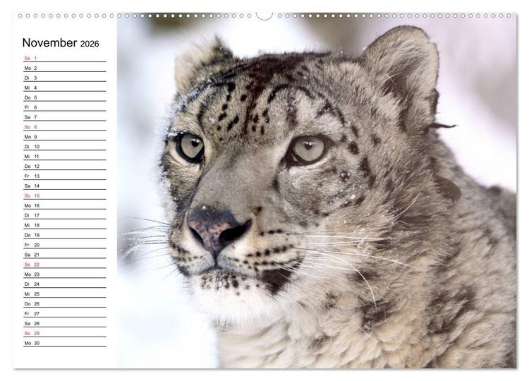 Produktbild: Leoparden. Elegante J&auml;ger (Wandkalender 2026 DIN A2 quer), CALVENDO Monatskalender