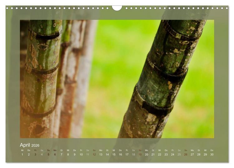 Produktbild: Bambus (Wandkalender 2026 DIN A3 quer), CALVENDO Monatskalender
