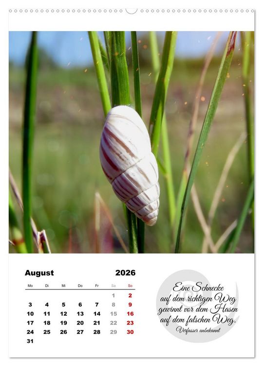 Produktbild: Schnecklein (Wandkalender 2026 DIN A2 hoch), CALVENDO Monatskalender