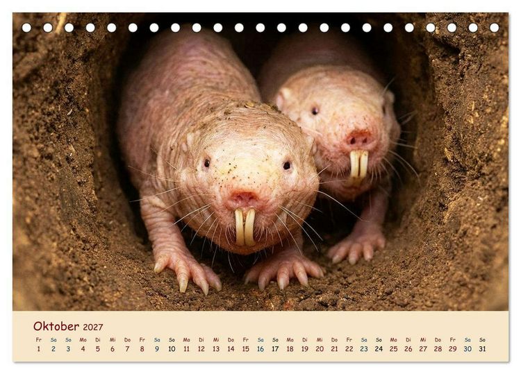 Produktbild: Im Reich der Tunnelbauer - Maulw&uuml;rfe und Nacktmulle, Leben im Verborgenen (Tischkalender 2027 DIN A5 quer), CALVENDO Monatskalender