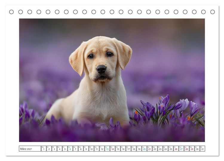 Produktbild: Labrador Liebe (Tischkalender 2027 DIN A5 quer), CALVENDO Monatskalender