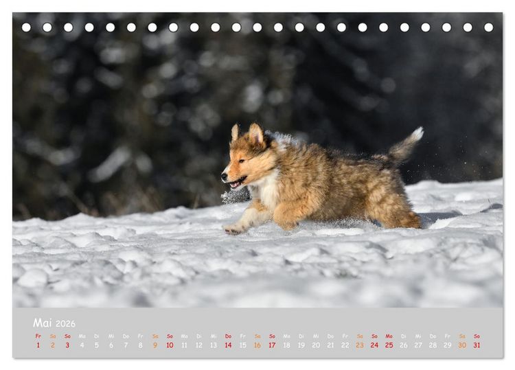 Produktbild: Collie Welpen im Schnee (Tischkalender 2026 DIN A5 quer), CALVENDO Monatskalender