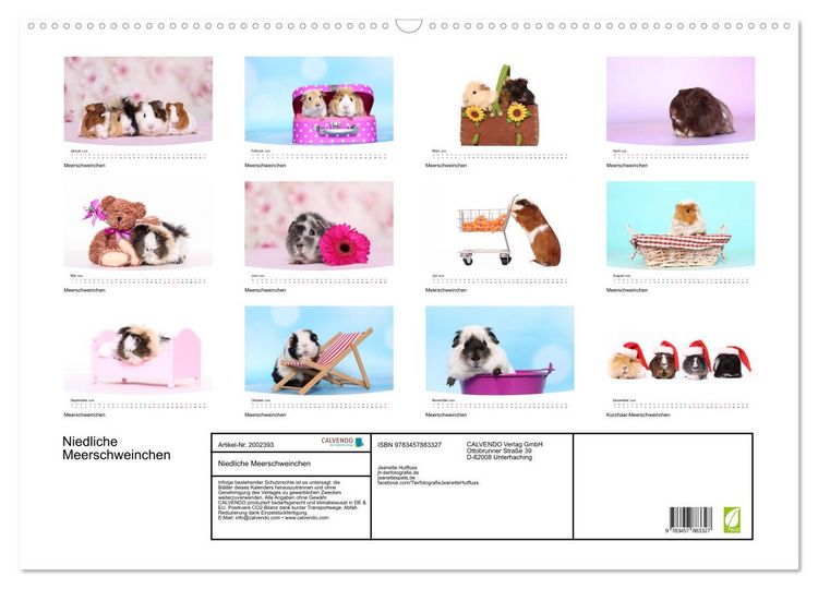 Produktbild: Niedliche Meerschweinchen (Wandkalender 2026 DIN A2 quer), CALVENDO Monatskalender
