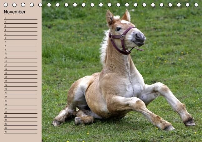 Produktbild: Der Fohlen-Geburtstagskalender (Tischkalender immerw&auml;hrend DIN A5 quer)