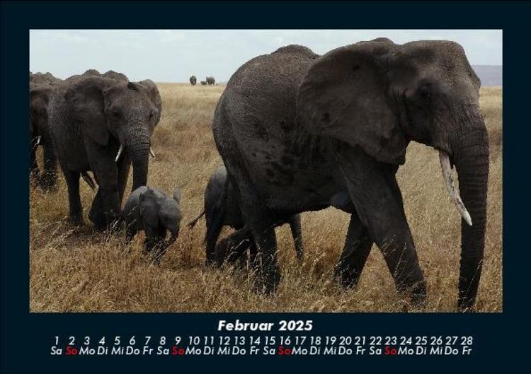 Produktbild: Elefanten - Die sanften Riesen Afrikas 2025 Fotokalender DIN A5