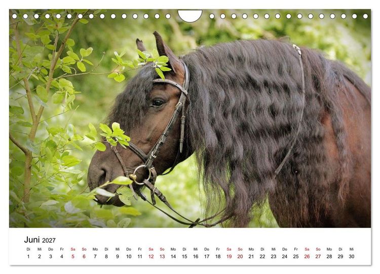 Produktbild: Friesen - Kraft und Eleganz (Wandkalender 2027 DIN A4 quer), CALVENDO Monatskalender