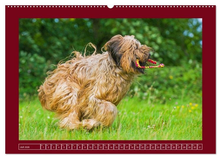 Produktbild: Herz auf vier Pfoten - Briard (Wandkalender 2026 DIN A2 quer), CALVENDO Monatskalender