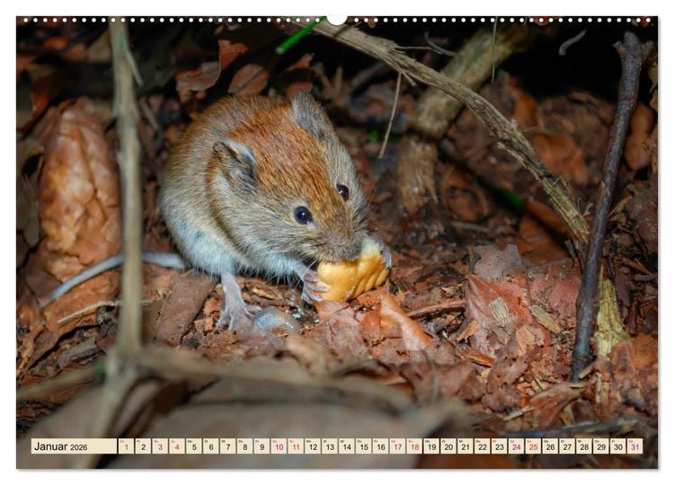 Produktbild: Kleiner Nager - Maus (Wandkalender 2026 DIN A2 quer), CALVENDO Monatskalender
