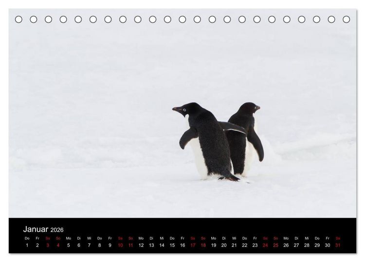 Produktbild: Pinguine - sympathische Fracktr&auml;ger im eisigen S&uuml;den (Tischkalender 2026 DIN A5 quer), CALVENDO Monatskalender