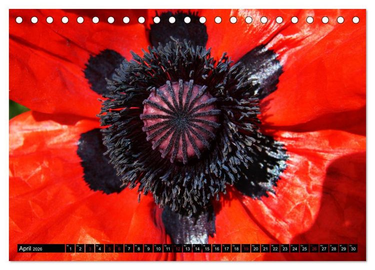 Produktbild: Mohnbl&uuml;ten-Portr&auml;ts (Tischkalender 2026 DIN A5 quer), CALVENDO Monatskalender