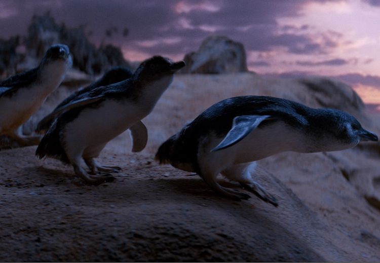 Produktbild: Oddball - Retter der Pinguine