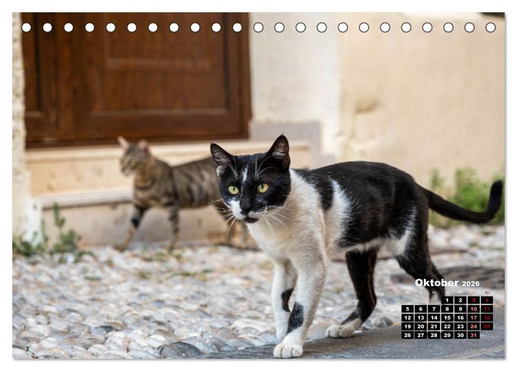Produktbild: Katzen von Rhodos - Kleine G&ouml;tter auf vier Pfoten (Tischkalender 2026 DIN A5 quer), CALVENDO Monatskalender