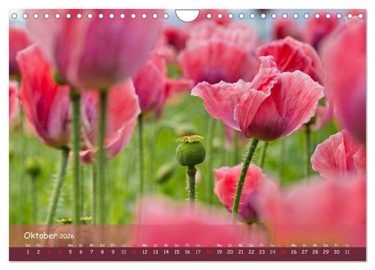 Produktbild: Mohntr&auml;ume (Wandkalender 2026 DIN A4 quer), CALVENDO Monatskalender