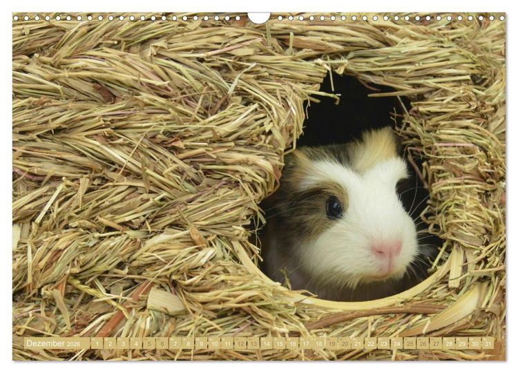 Produktbild: BABY Meerschweinchen Traumhaft s&uuml;&szlig; (Wandkalender 2026 DIN A3 quer), CALVENDO Monatskalender