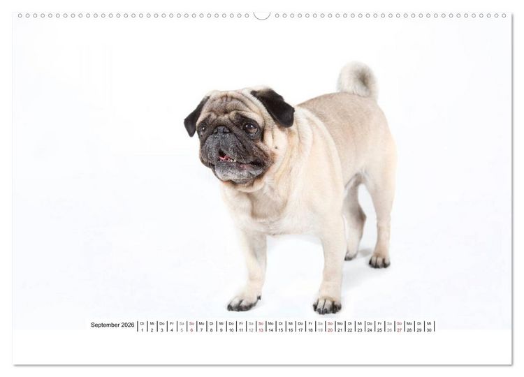 Produktbild: Mops - unwiderstehlich und charmant (hochwertiger Premium Wandkalender 2026 DIN A2 quer), Kunstdruck in Hochglanz