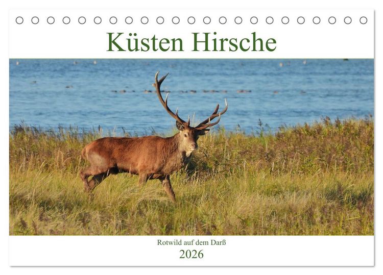 Produktbild: K&uuml;sten Hirsche - Rotwild auf dem Dar&szlig; (Tischkalender 2026 DIN A5 quer), CALVENDO Monatskalender