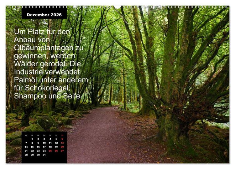 Produktbild: Schlaumeier-Kalender - Thema: Wald (Wandkalender 2026 DIN A2 quer), CALVENDO Monatskalender