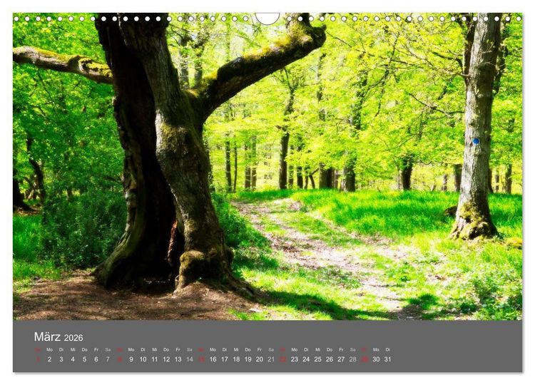 Produktbild: B&auml;ume (Wandkalender 2026 DIN A3 quer), CALVENDO Monatskalender