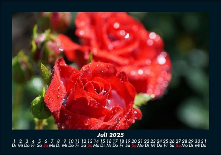 Produktbild: Rosen-Kalender 2025 Fotokalender DIN A5