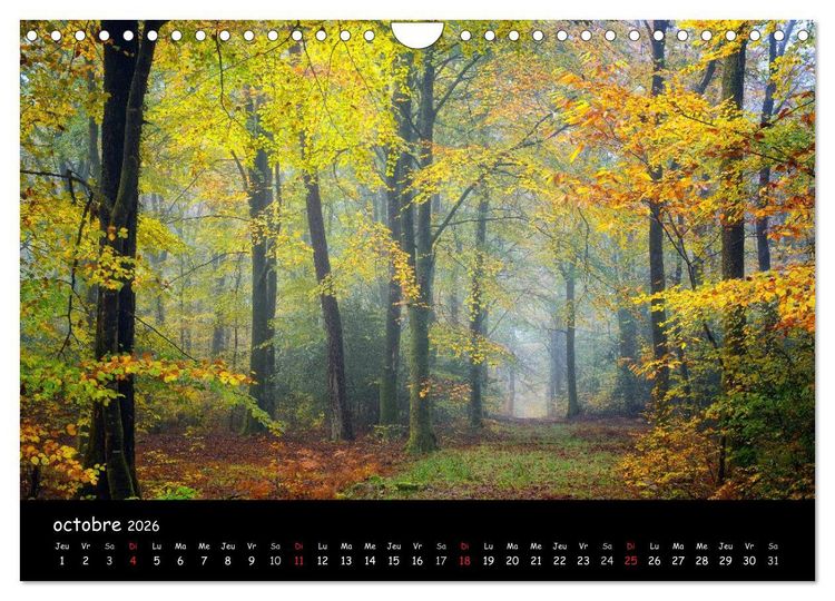 Produktbild: BROCELIANDE, la for&ecirc;t (Calendrier mural 2026 DIN A4 vertical), CALVENDO calendrier mensuel