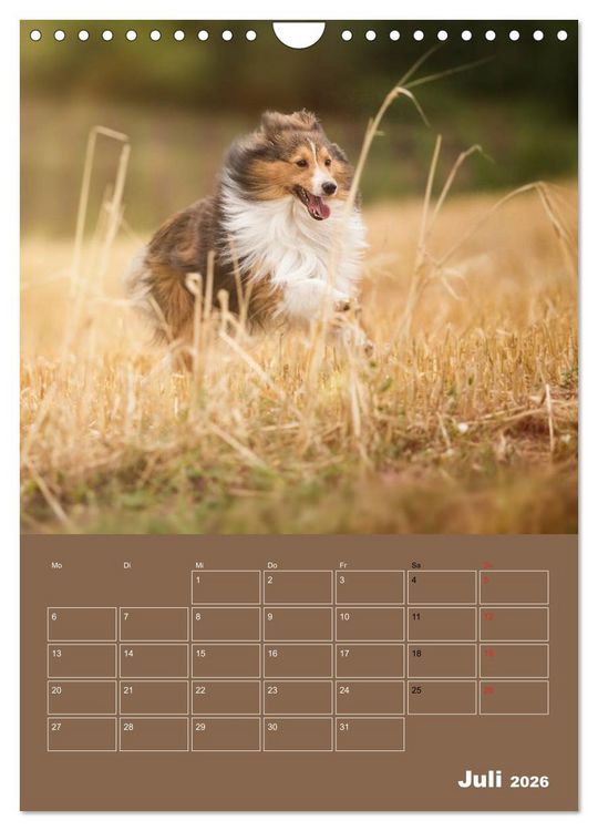Produktbild: SHELTIES Herzensbrecher auf 4 Pfoten (Wandkalender 2026 DIN A4 hoch), CALVENDO Monatskalender