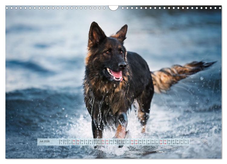 Produktbild: H&uuml;tehunde - H&uuml;ter der Herzen (Wandkalender 2026 DIN A3 quer), CALVENDO Monatskalender