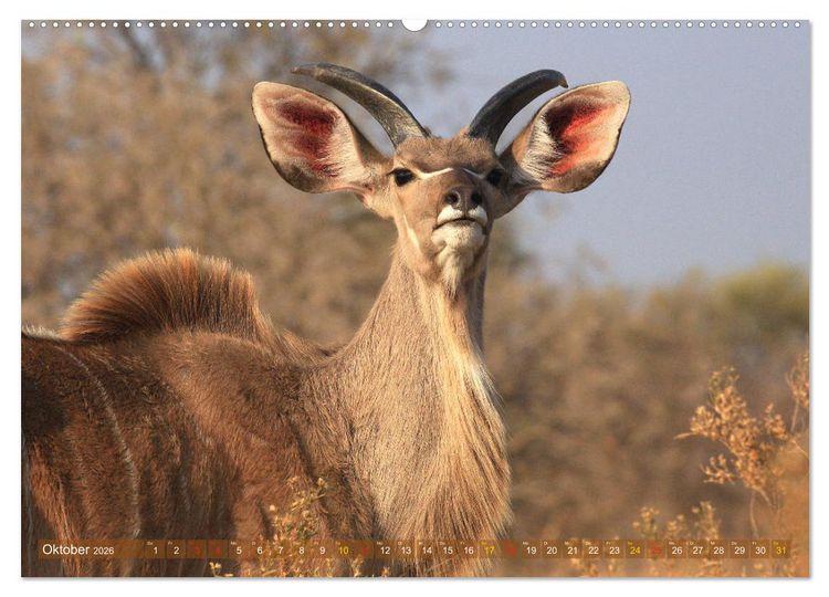 Produktbild: Wildtierparadies Afrika - Eine Foto-Reise durch die Savannen (hochwertiger Premium Wandkalender 2026 DIN A2 quer), Kunstdruck in Hochglanz