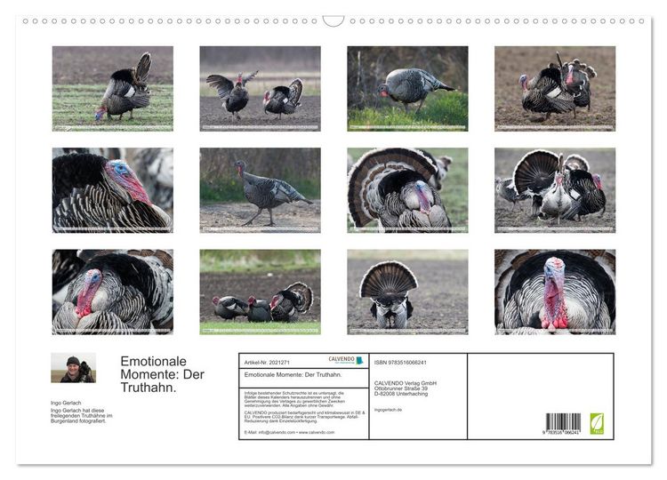 Produktbild: Emotionale Momente: Der Truthahn. (Wandkalender 2026 DIN A2 quer), CALVENDO Monatskalender