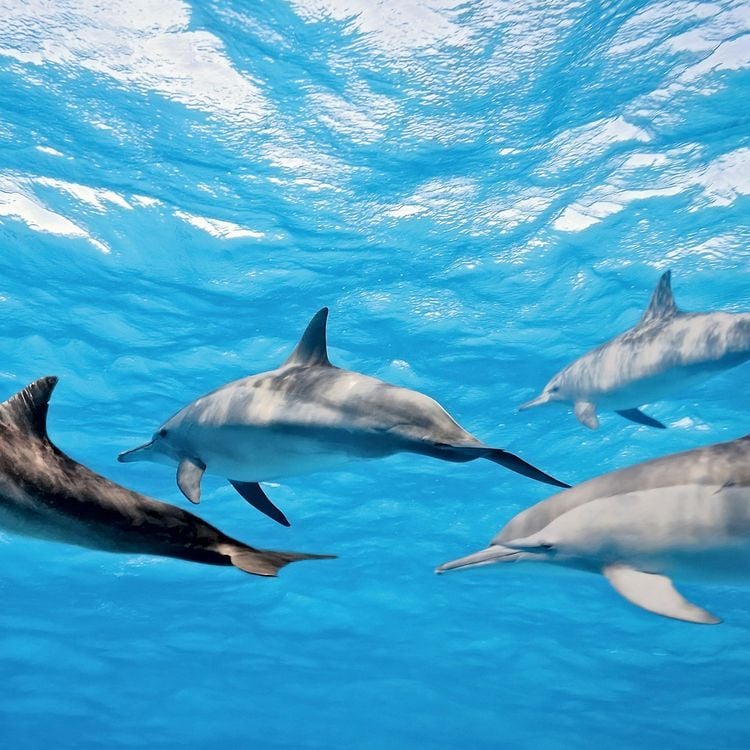 Produktbild: Delfine / Dolphins 2027