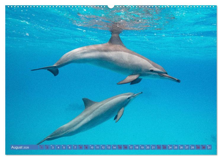 Produktbild: Tauchen, Fische und Meer (hochwertiger Premium Wandkalender 2026 DIN A2 quer), Kunstdruck in Hochglanz