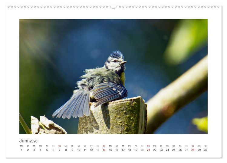 Produktbild: Gefiederte Garteng&auml;ste, Blaumeisen (hochwertiger Premium Wandkalender 2026 DIN A2 quer), Kunstdruck in Hochglanz