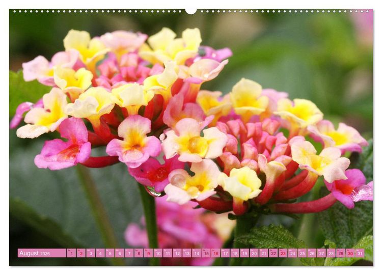 Produktbild: Liebenswerte Bl&uuml;ten (Wandkalender 2026 DIN A2 quer), CALVENDO Monatskalender