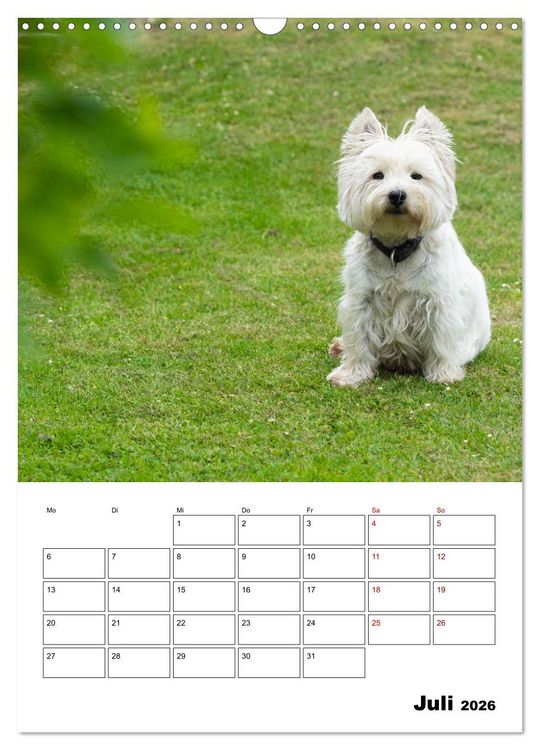 Produktbild: West Highland White Terrier - Herzensbrecher auf vier Pfoten (Wandkalender 2026 DIN A3 hoch), CALVENDO Monatskalender