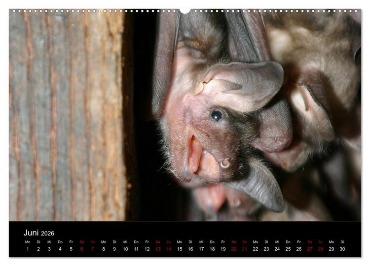 Produktbild: Flederm&auml;use - J&auml;ger der Nacht (hochwertiger Premium Wandkalender 2026 DIN A2 quer), Kunstdruck in Hochglanz