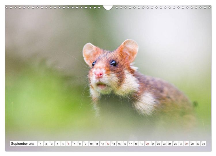 Produktbild: Herzige Feldhamster - farbenfrohe Nagetiere im st&auml;dtischen Lebensraum (Wandkalender 2026 DIN A3 quer), CALVENDO Monatskalender
