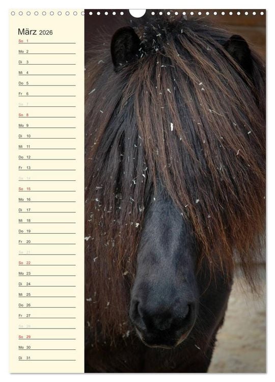 Produktbild: Islandpferde Geburtstagskalender (Wandkalender 2026 DIN A3 hoch), CALVENDO Monatskalender