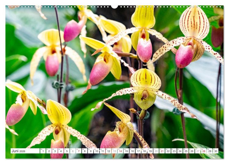 Produktbild: Orchidaceae - Orchideen (Wandkalender 2026 DIN A2 quer), CALVENDO Monatskalender