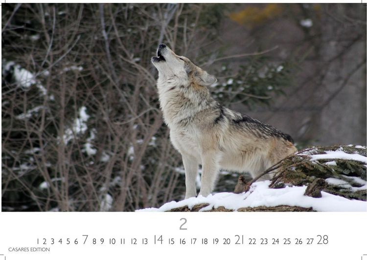 Produktbild: W&ouml;lfe Kalender 2027 &ndash; Wandkalender | Fotokalender Tierkalender 24x35cm - . mit faszinierenden Wolf-Motiven,
