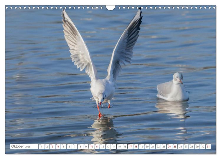 Produktbild: Aerorobaten - M&ouml;wen im Flug (Wandkalender 2026 DIN A3 quer), CALVENDO Monatskalender