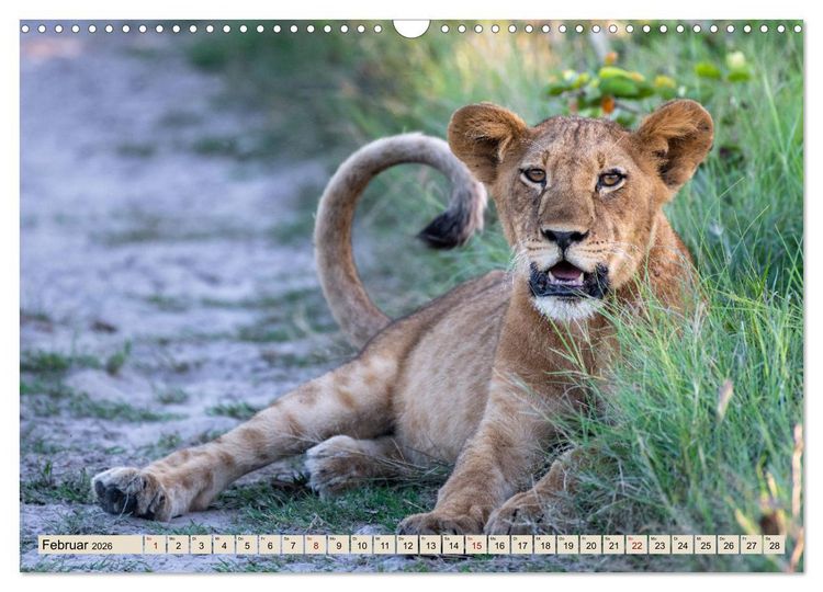 Produktbild: Wildes Okavangodelta (Wandkalender 2026 DIN A3 quer), CALVENDO Monatskalender