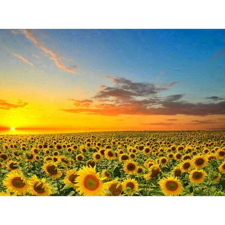 Produktbild: Diamond Painting Sonnenblumenfeld 40x30 cm