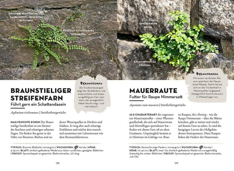 Produktbild: Das w&auml;chst in deiner Stadt